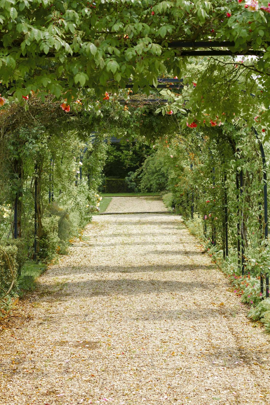 Gravel path under a long arch of climbing roses