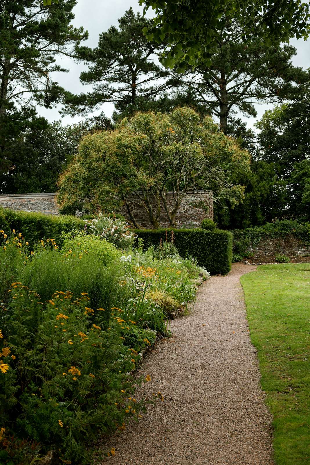 Gravel path curving through a flowering garden beside a lawn