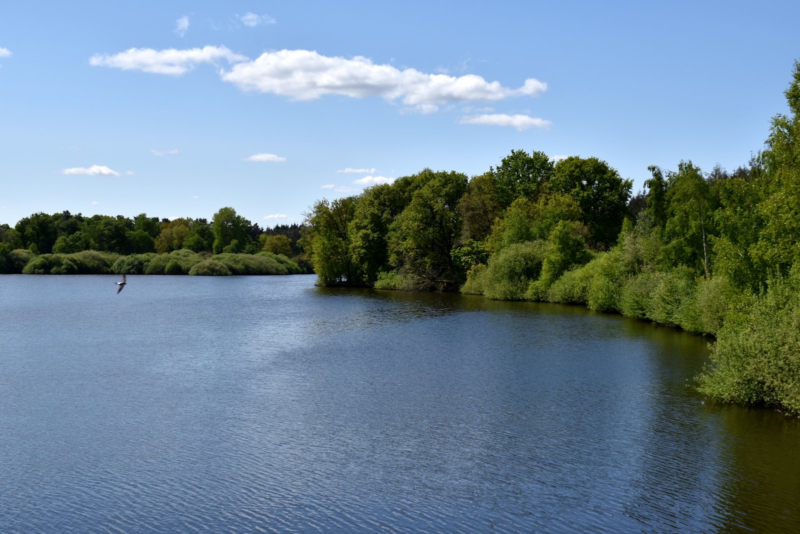 Calm lake surrounded by trees under a blue sky